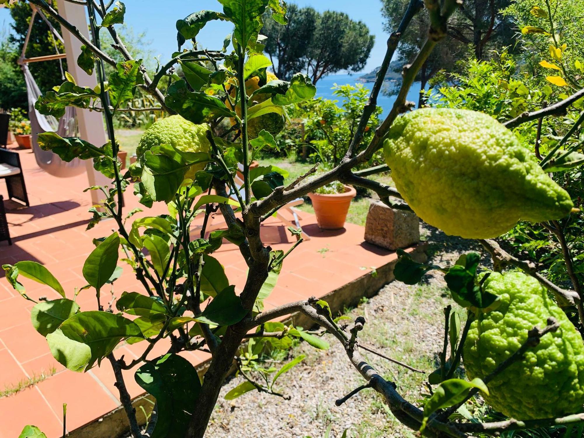 Case Dei Limoni Sul Mare กาโปลิเวรี ภายนอก รูปภาพ