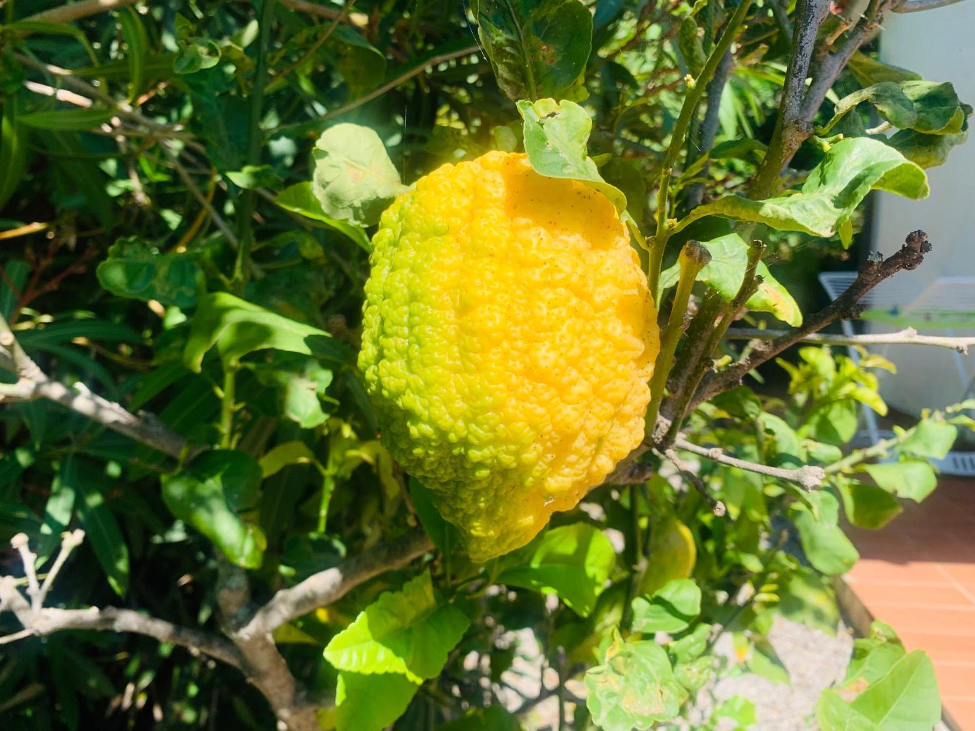 Case Dei Limoni Sul Mare กาโปลิเวรี ภายนอก รูปภาพ